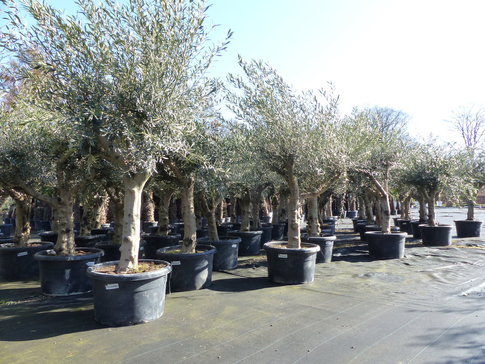Olivenbaum verzweigt Hojiblanca 200 - 250 cm, kräftige Stämme, winterharte Olive, Olea europaea