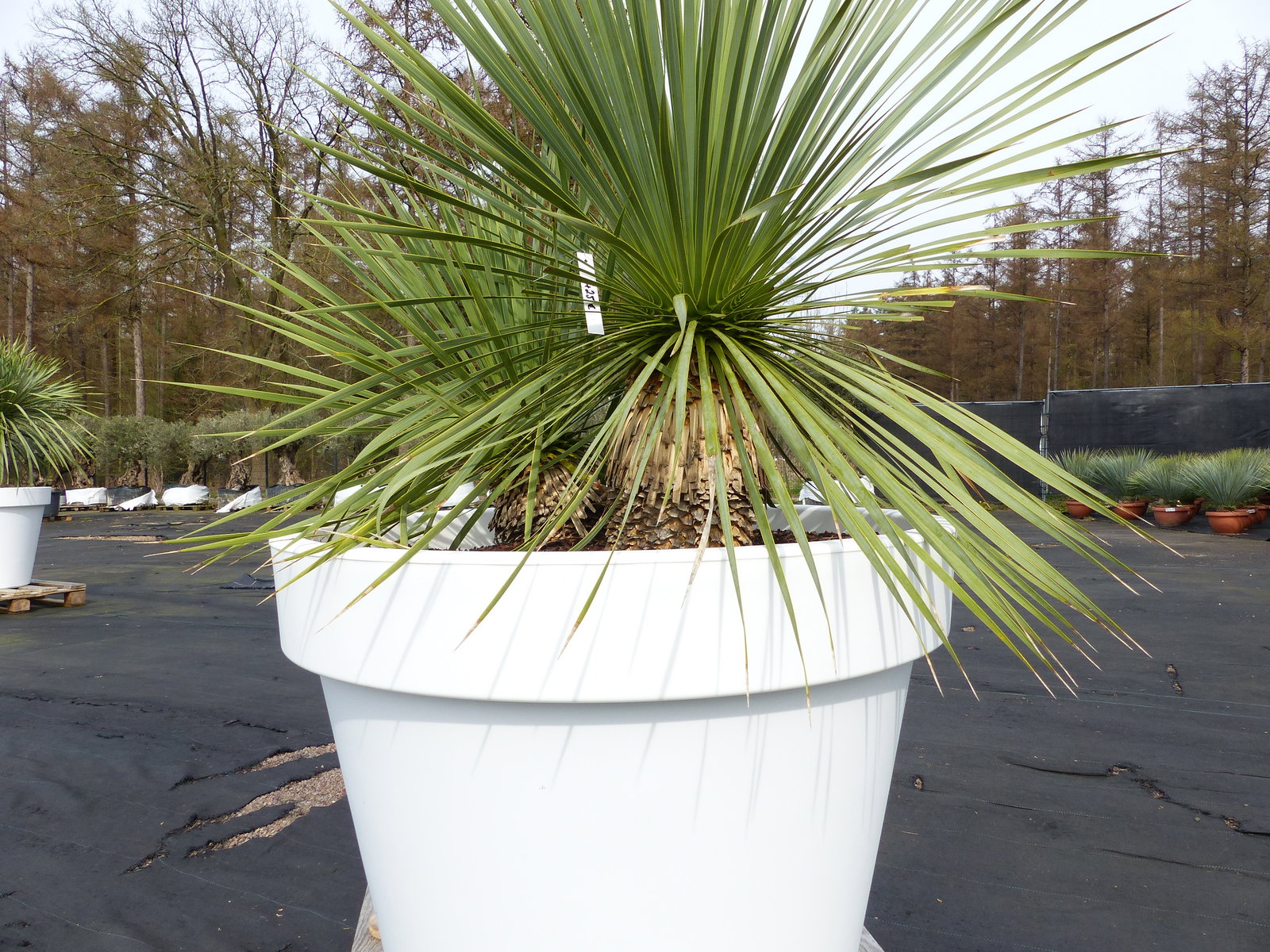 Yucca Rostrata 140 cm | Stamm 25 cm | im Pflanzkübel Ø80 cm Weiß winterhart