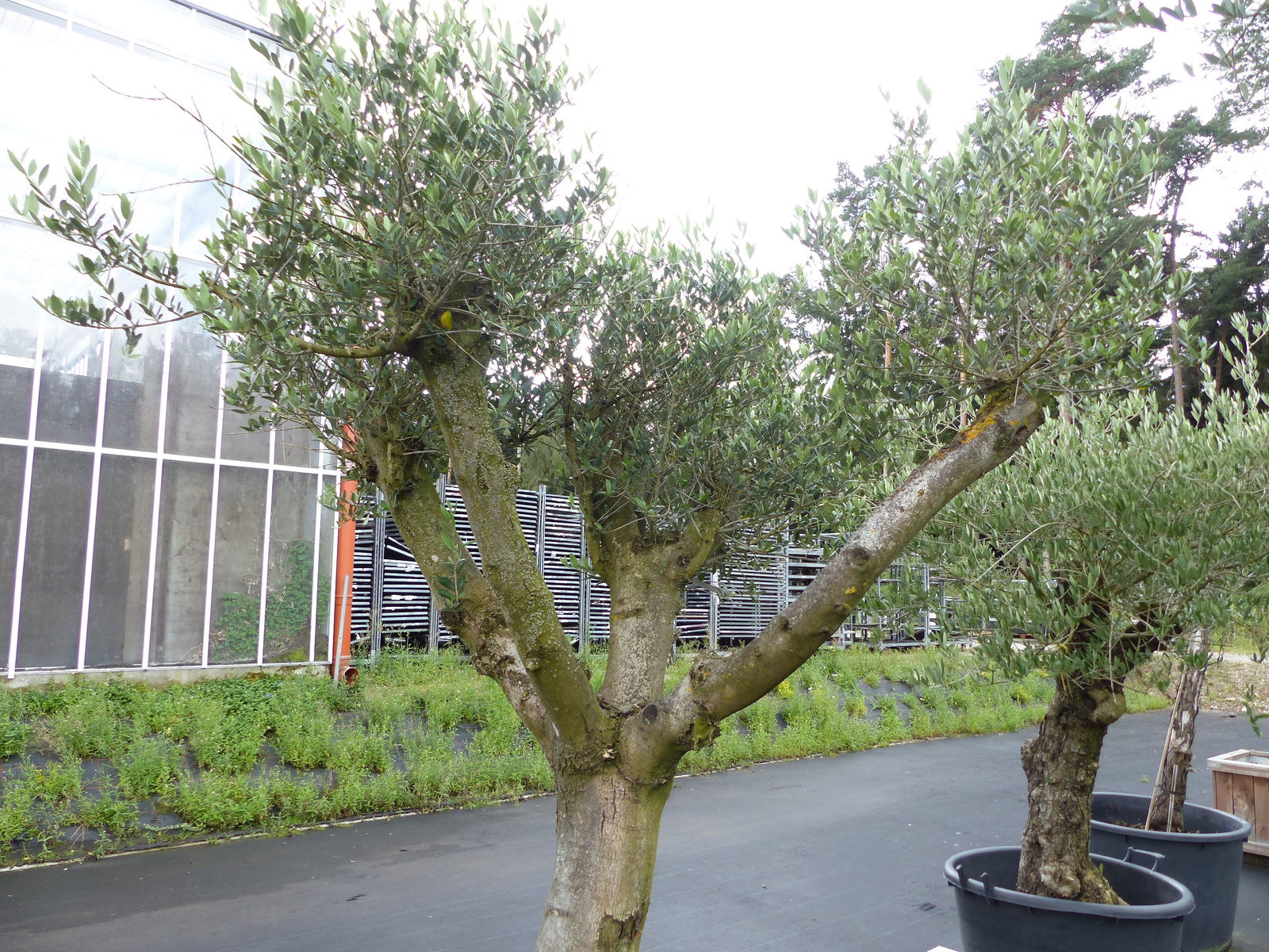 exakt dieser Baum Nr. B , 225 cm, Olivenbaum 'Angebot' verzweigte Olive winterhart