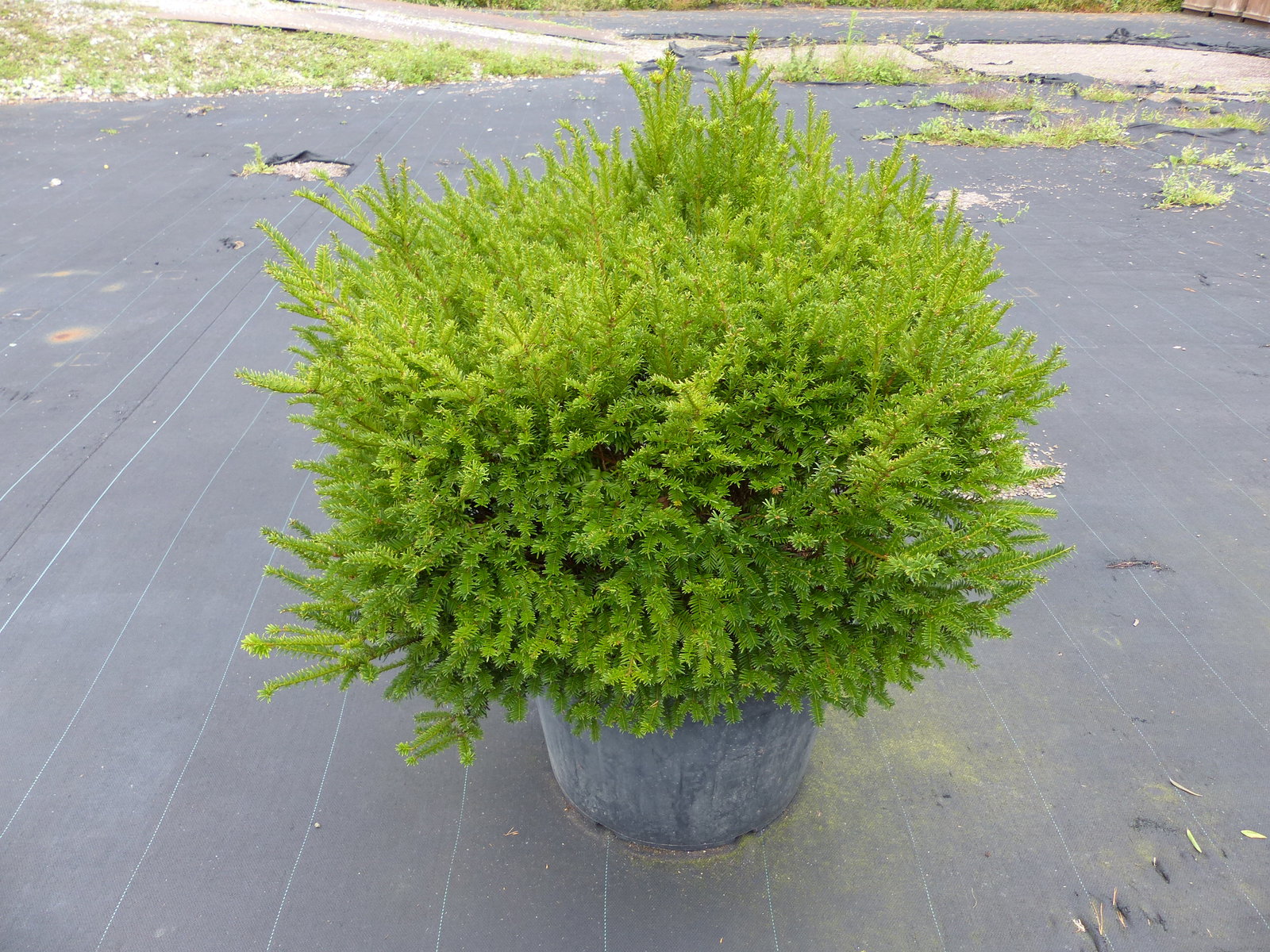 Taxus Baccata Eibe 110 cm kräftiger Busch, winterhart und robust