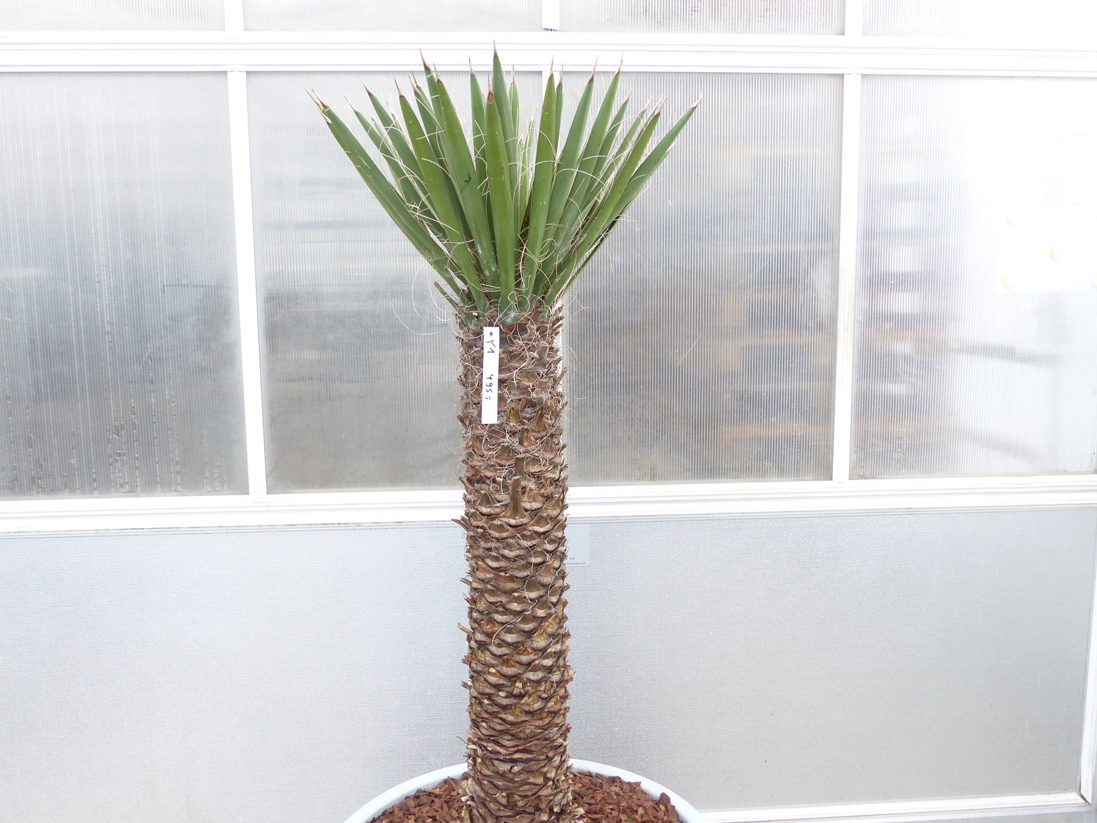 Yucca Filifera, 158 cm Stamm 78 cm Tambasi Yucca, winterhart -13 Grad