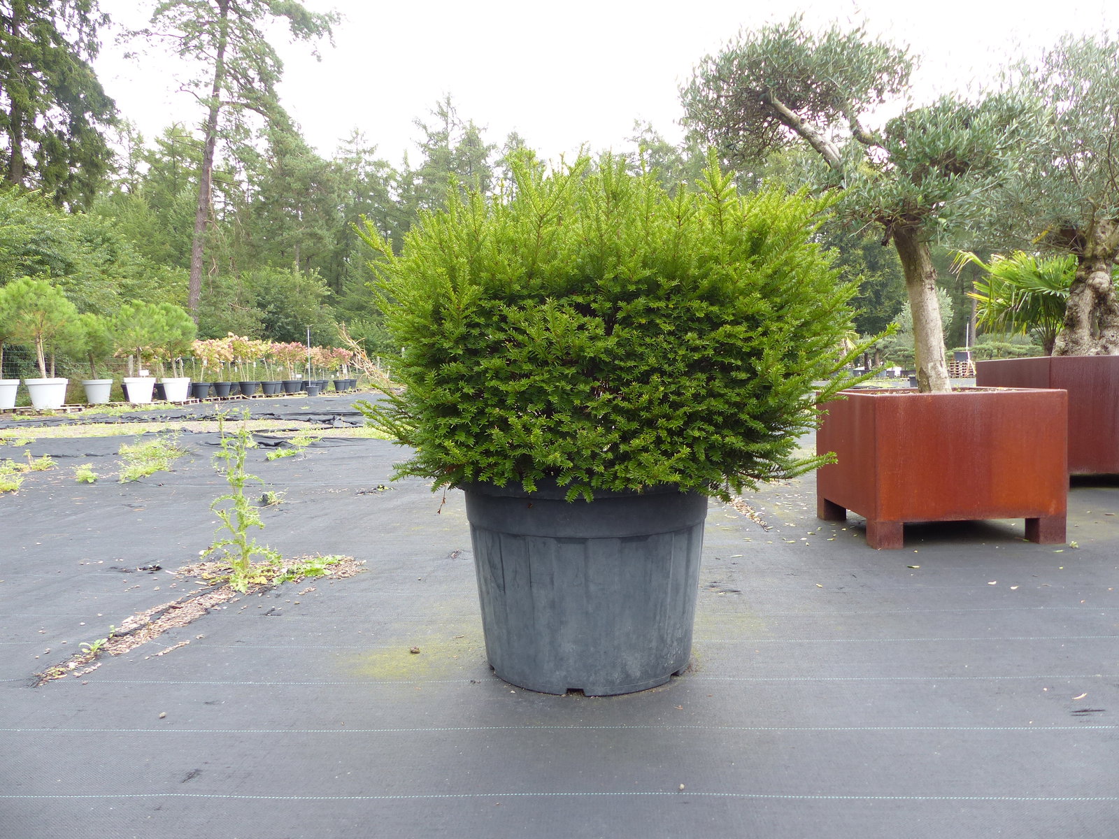 Taxus Baccata Eibe 110 cm kräftiger Busch, winterhart und robust