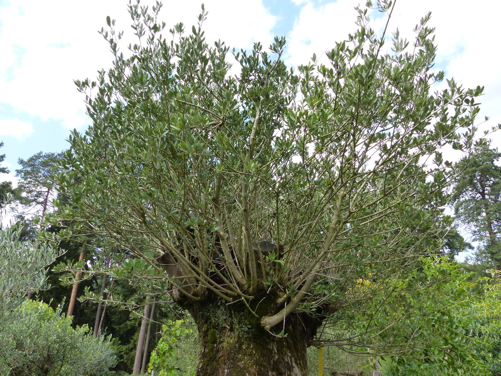 exakt dieser Baum Nr. 24Y, 245 cm, Olivenbaum 'Angebot' knorrige alte urige Olive winterhart