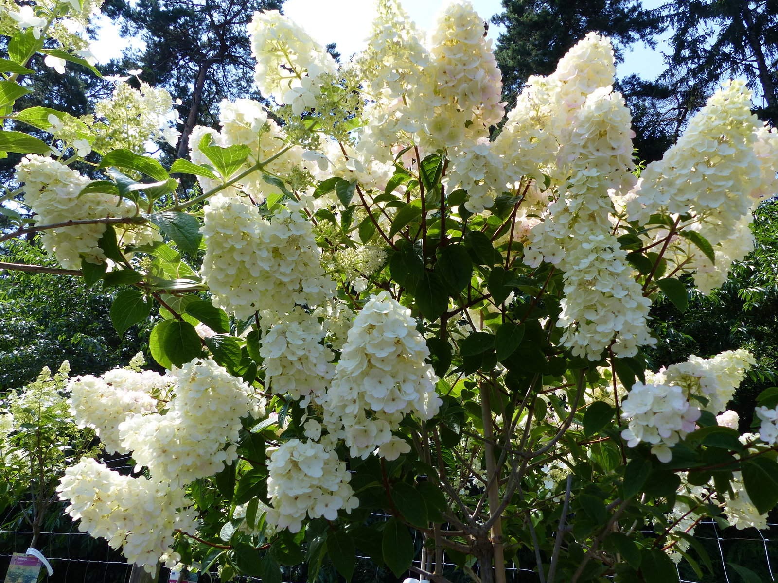 Hortensie Rispenhortensie Stamm im E&K Pflanzkübel 200 - 230 cm div. Sorten Hydrangea Paniculata winterhart