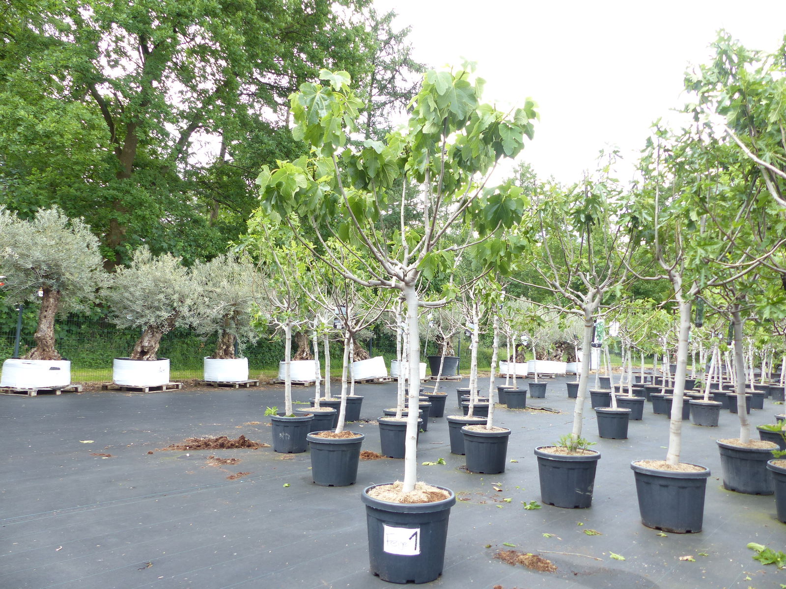 Feige1: Ficus Carica Sorte: Grise St. Jean winterhart, Feigenbaum