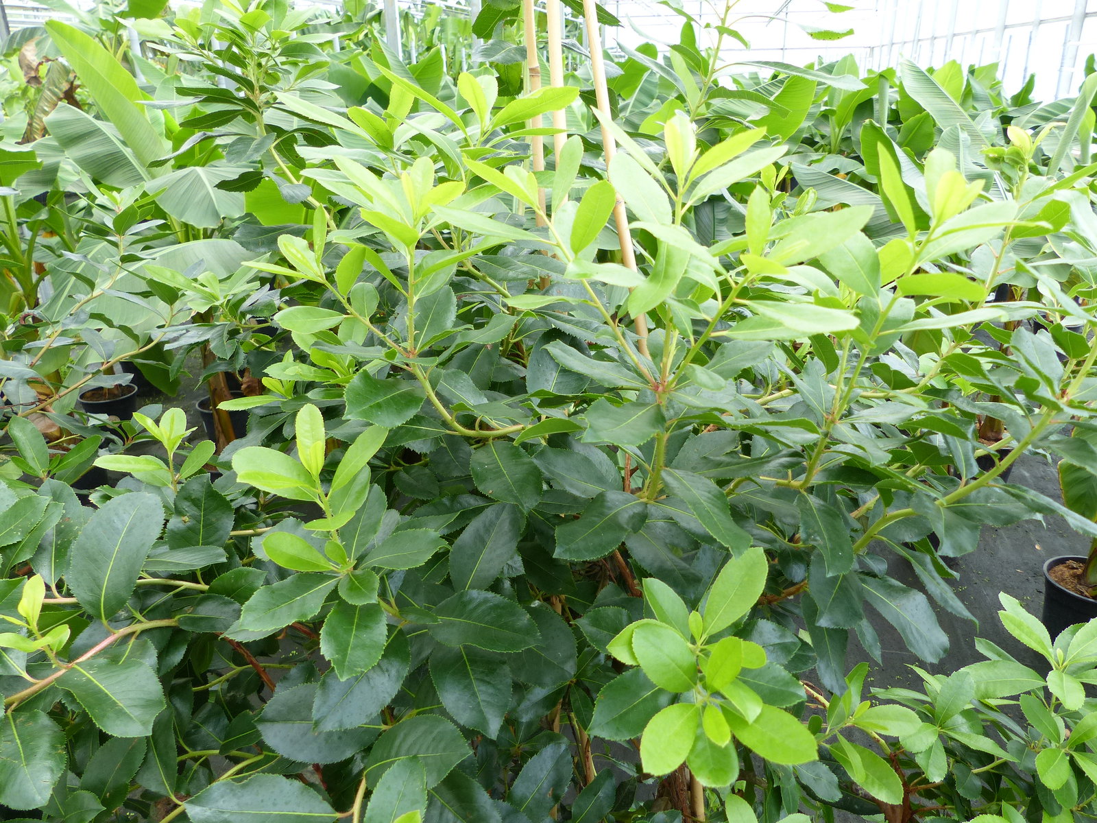 Erdbeerbaum | 170 - 190 cm | Arbutus unedo | veredelt | Premiumqualität | winterhart | fruchtreif