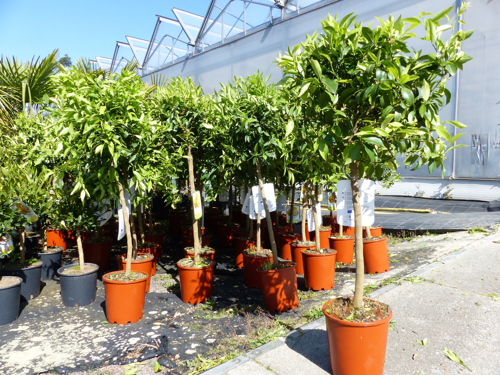 Citrus Yuzu 100 - 120 cm, Zitronenbaum Zitrone, japanische Zitrone, winterhart
