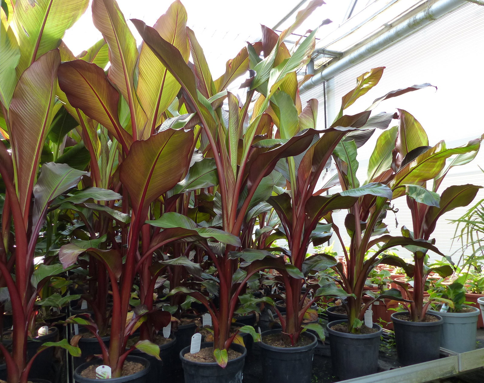 Ensete Ventricosum Maurelli Bananenstaude | Bananenstaude | 140 - 170 cm